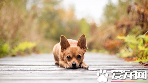 狗狗沐浴露排行榜 如何挑選狗狗沐浴露