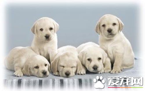給狗狗打疫苗貴嗎 一般價格都是在50-60元左右