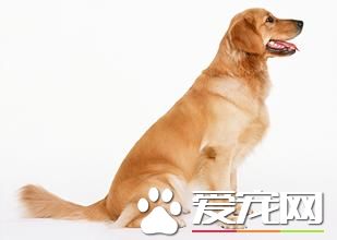 哪裡有賣狗籠子的 買狗籠子需要注意什麼