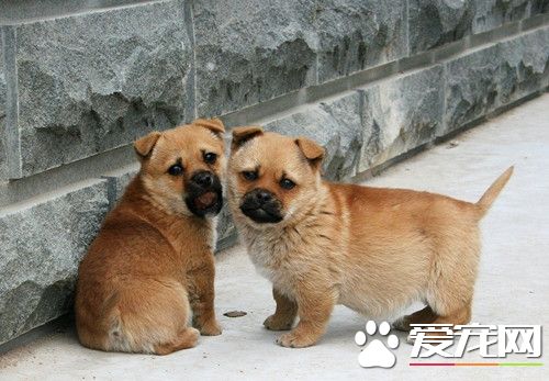 狗可以帶出國嗎 教你怎麼把狗狗帶出國