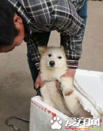 寵物狗可以帶上火車嗎 解析坐火車能帶寵物狗嗎
