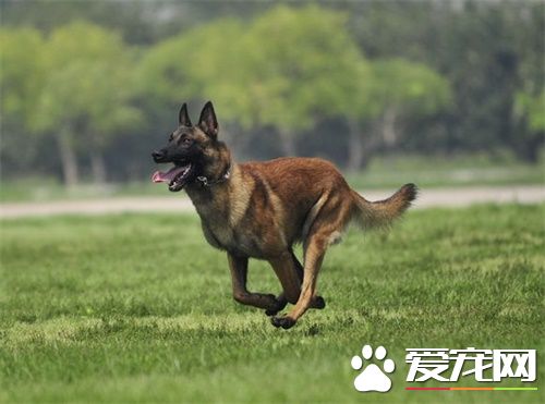 馬犬能長多大 公犬的體高在61到66厘米之間