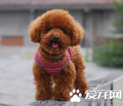 泰迪狗幾歲生小狗 一歲左右相當於人類的十五歲