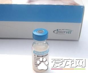 打完狂犬疫苗後注意事項 避免勞累與激烈運動