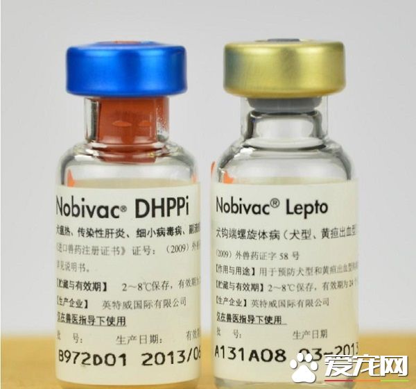 狗疫苗多少錢一針 注射疫苗的時間及事項