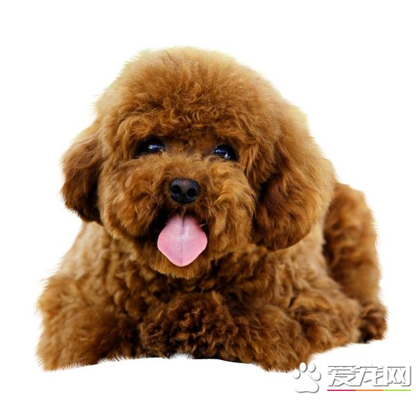 泰迪吃什麼牌子的狗糧好 適合它最重要