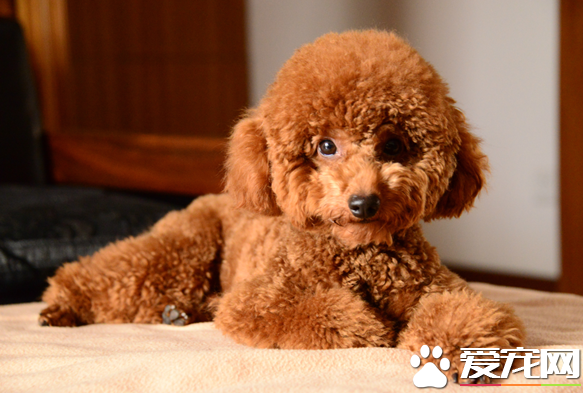 泰迪狗糧排行榜 如何為狗狗挑選適合的狗糧