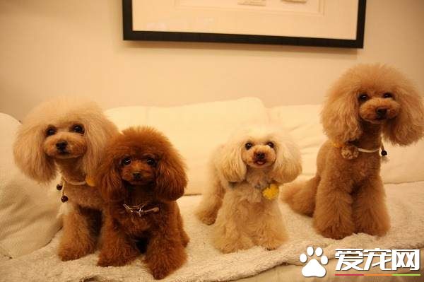 被泰迪狗咬了怎麼辦 24小時內到醫院注射疫苗