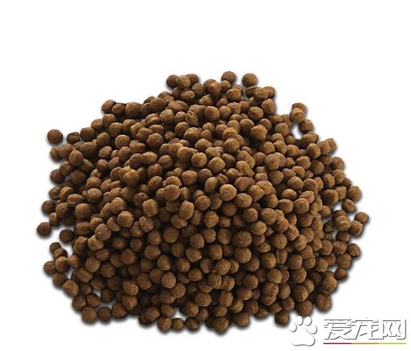 狗糧要泡著吃嗎 怎麼泡是最科學的吃法