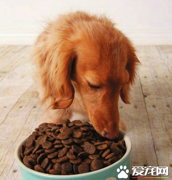 狗狗不吃干狗糧怎麼辦 不吃的原因有哪些