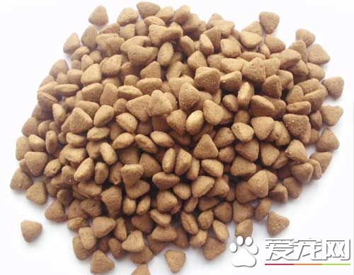 小泰迪多大能吃干狗糧 三個月以後可以逐漸更換