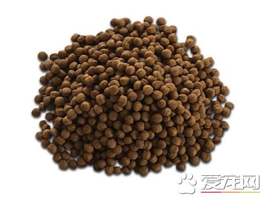 貴賓幾個月吃干狗糧 3-6月齡左右的時候