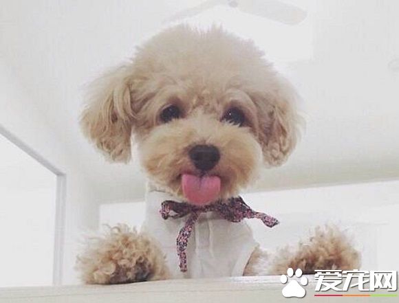泰迪多大可以吃干狗糧 成年可以吃泡軟的狗糧嗎