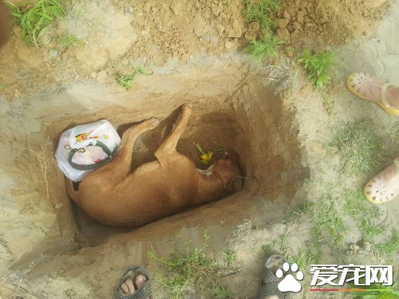 狗狗死了怎麼安慰 狗吃什麼食物會致命