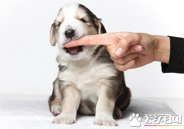 被狗咬了會怎樣 請先處理傷口然後去醫院