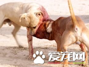 狗被瘋狗咬了怎麼辦 第一時間去醫院就診