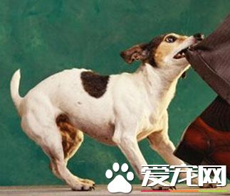 被家養的小狗咬出血 一般的處理步驟是什麼
