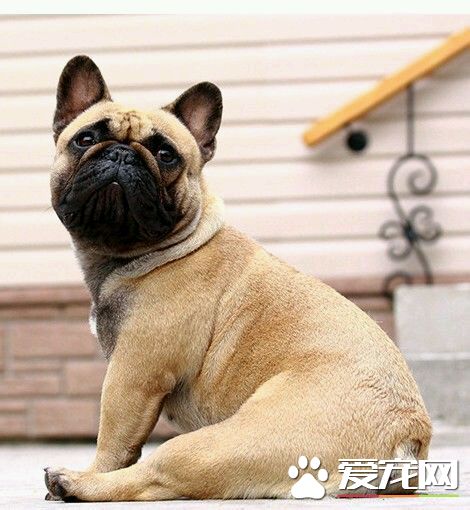 被狗狗咬了注意什麼 被咬傷後馬上去沖洗傷口