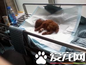 狗會被熱死嗎 天氣太熱狗狗可能中暑