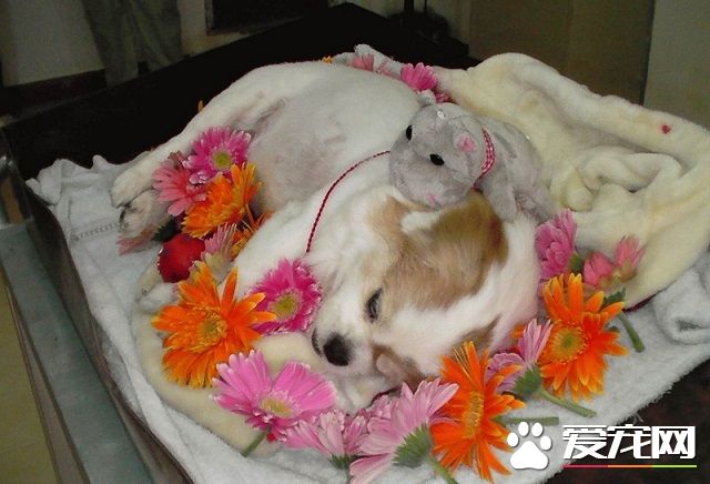 狗狗火化多少錢 咨詢當地的寵物醫院