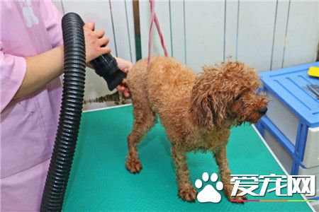 寵物店給狗洗澡多少錢 狗狗送洗要注意什麼
