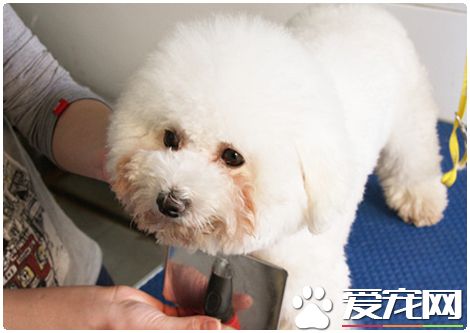 給狗狗美容多少錢 各個部位的美容價格