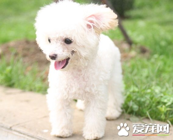 狗狗被車撞了怎麼辦 先查看狗狗的情況