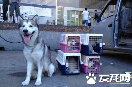 狗狗怎麼托運 托運前准備以及注意事項