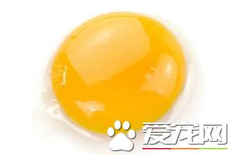泰迪狗多大可以吃蛋黃 喂狗蛋黃需要注意什麼