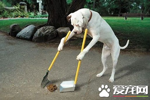 狗狗為什麼吃狗屎 身體疾病可能導致亂吃