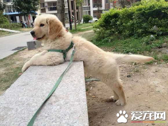狗的驅蟲藥怎麼吃 驅蟲藥的喂食原則及種類