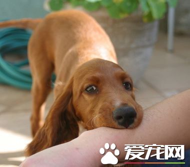 被狗咬了怎麼清洗 哪些情況比較嚴重