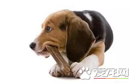 狗為什麼咬東西 如何教狗狗不亂咬