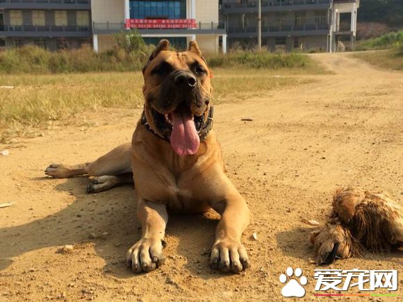 狗為什麼咬雞 怎麼可以讓狗狗不咬雞