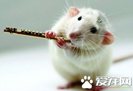 狗被老鼠咬了怎麼辦 持續觀察狗的體溫