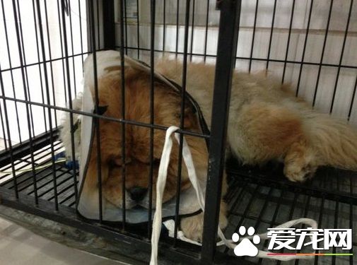 狗狗被其他狗咬出血怎麼辦 生活飲食上注意什麼