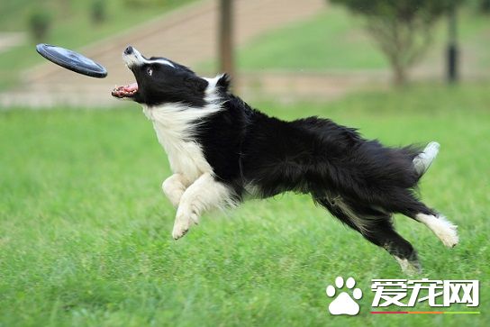怎麼訓練狗飛盤 接飛盤的技術及要領