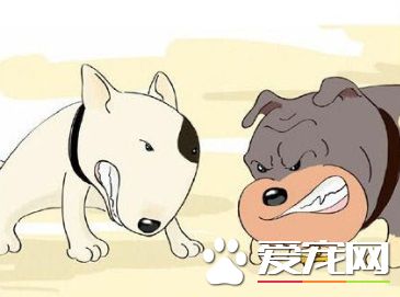 狗狗被咬傷了怎麼辦 對狗狗的後期教育
