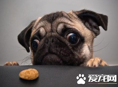 狗狗生病的症狀 哪些情況需要重視