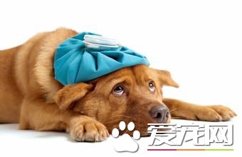 狗生病了吃什麼 根據病情來選擇治療方法