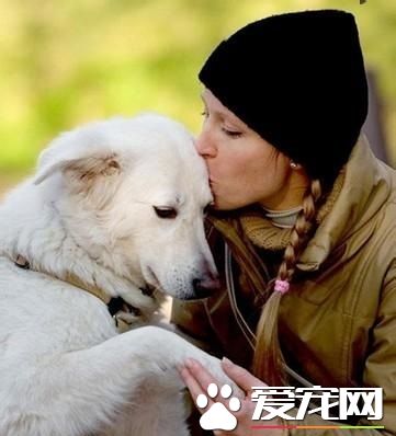 公狗絕育要多少錢 育後應注意的事項