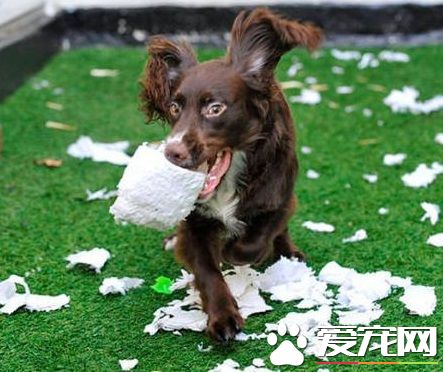 狗狗恨主人有什麼表現 如何與狗狗處好關系