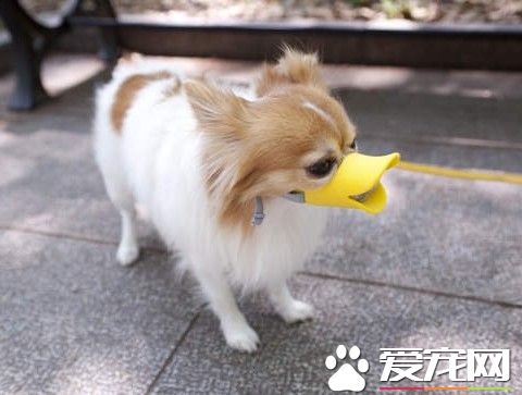 狗為什麼吃屎不怕臭嗎？來看看最科學的解答