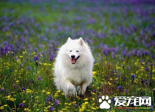 狗狗什麼都不吃 狗狗不吃食的解決方法