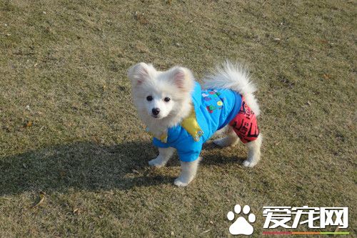 銀狐犬怎麼養 不要把貓糧當作狗糧喂