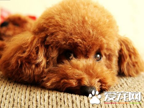 泰迪狗可以吃水果嗎 不是所有水果都適合