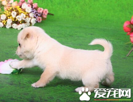 海藻粉怎麼給狗吃 可以直接給狗狗吃