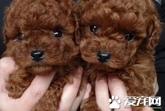 泰迪狗可以吃紅薯嗎 可以適當的吃一點