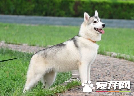 狗吃土是怎麼回事 這是狗狗不健康的表現