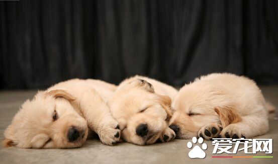 狗可以吃梨嗎 最好別給狗狗吃太多的梨